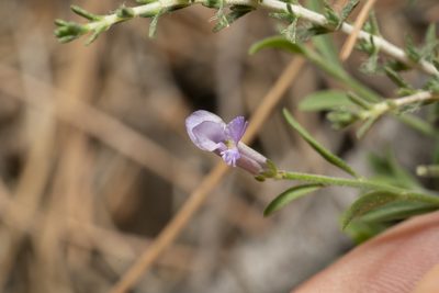 Polygala venulosa, photographed by Eleftherios Katsillis