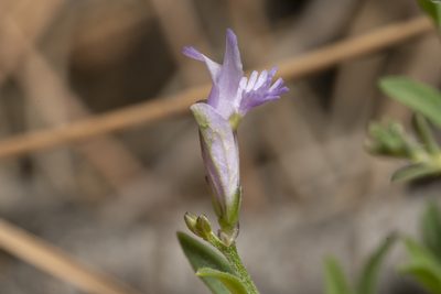 Polygala venulosa, photographed by Eleftherios Katsillis