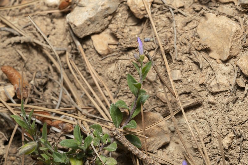 Polygala venulosa, photographed by Eleftherios Katsillis