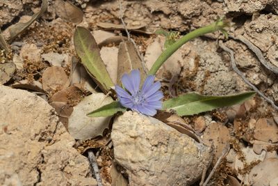 Cichorium pumilum, photographed by Eleftherios Katsillis