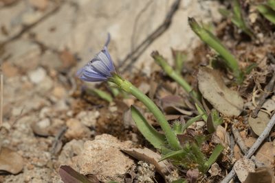 Cichorium pumilum, photographed by Eleftherios Katsillis