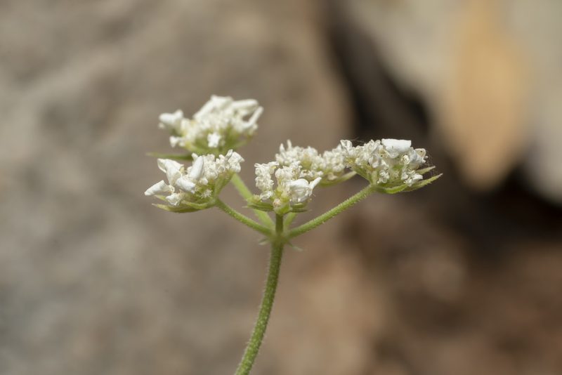 Tordylium pestalozzae, photographed by Eleftherios Katsillis