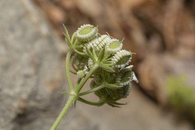 Tordylium pestalozzae, photographed by Eleftherios Katsillis