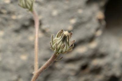 Picris pauciflora, photographed by Eleftherios Katsillis