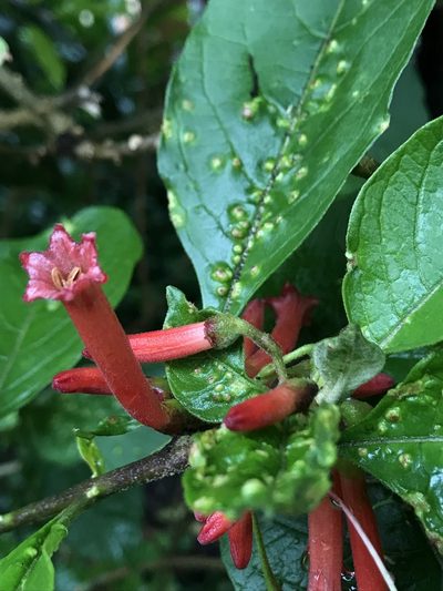 Iochroma fuchsioides, photographed by Nicolás Baresch Uribe