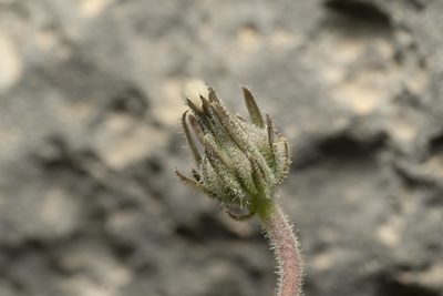 Picris pauciflora, photographed by Eleftherios Katsillis