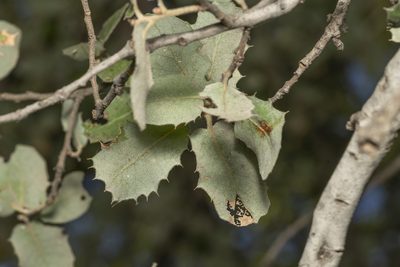 Quercus aucheri, photographed by Eleftherios Katsillis