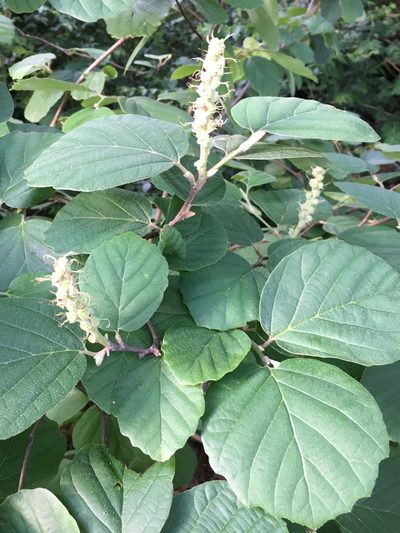 Fothergilla gardenii, photographed by lejones417