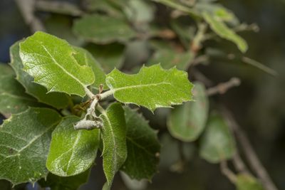Quercus aucheri, photographed by Eleftherios Katsillis
