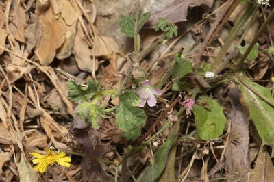 Malva cretica, photographed by Eleftherios Katsillis