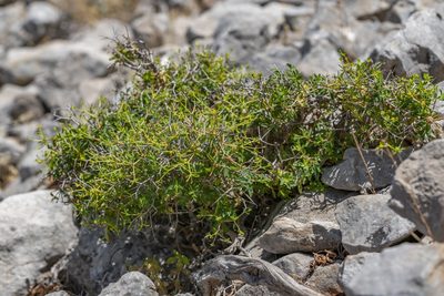 Euphorbia acanthothamnos, photographed by Eleftherios Katsillis