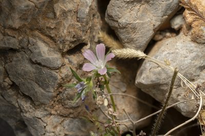 Malva cretica, photographed by Eleftherios Katsillis