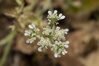 Tordylium pestalozzae, photographed by Eleftherios Katsillis