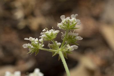 Tordylium pestalozzae, photographed by Eleftherios Katsillis