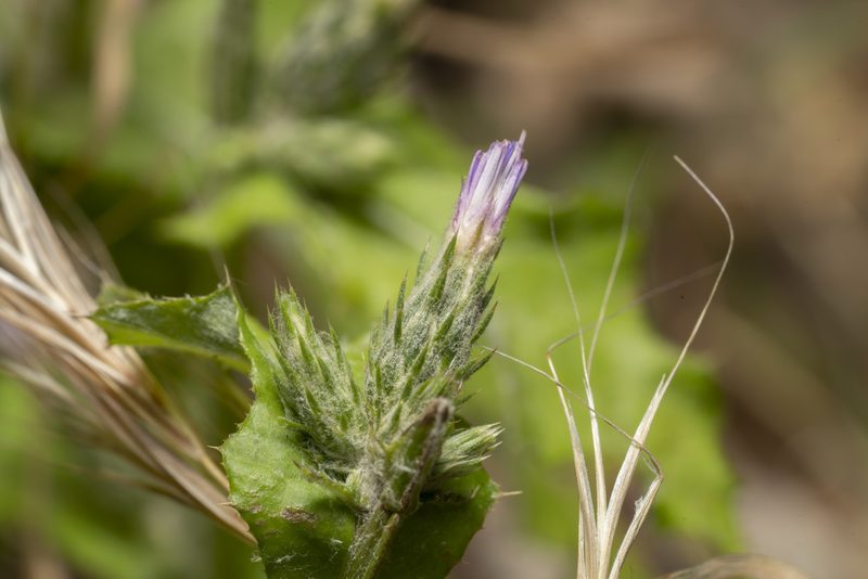Carduus argentatus, photographed by Eleftherios Katsillis