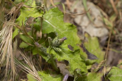 Carduus argentatus, photographed by Eleftherios Katsillis