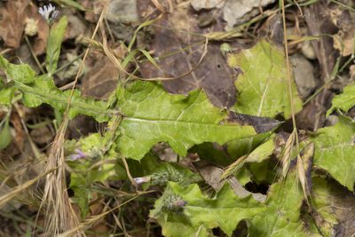 Carduus argentatus, photographed by Eleftherios Katsillis