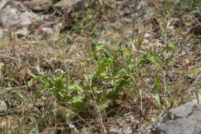 Carduus argentatus, photographed by Eleftherios Katsillis