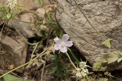 Malva cretica, photographed by Eleftherios Katsillis