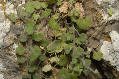 Cymbalaria acutiloba, photographed by Eleftherios Katsillis