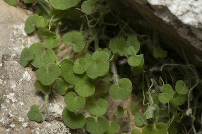 Cymbalaria acutiloba, photographed by Eleftherios Katsillis