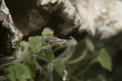 Cymbalaria acutiloba, photographed by Eleftherios Katsillis