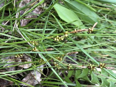Carex liparocarpos, photographed by Jason Grant