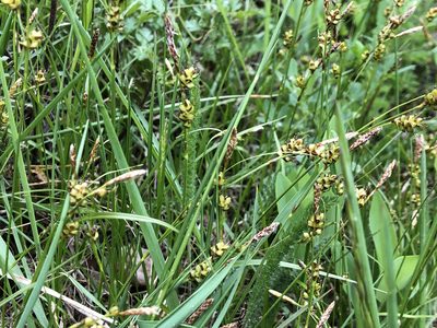 Carex liparocarpos, photographed by Jason Grant