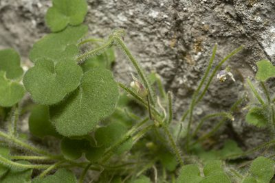 Cymbalaria acutiloba, photographed by Eleftherios Katsillis