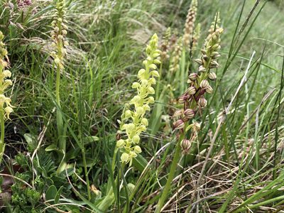 Orchis anthropophora, photographed by Jason Grant