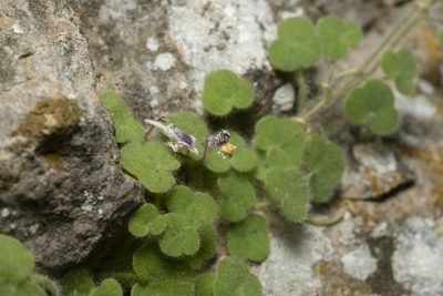 Cymbalaria acutiloba, photographed by Eleftherios Katsillis
