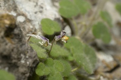 Cymbalaria acutiloba, photographed by Eleftherios Katsillis