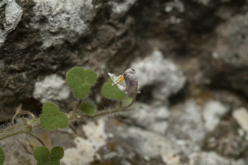 Cymbalaria acutiloba, photographed by Eleftherios Katsillis