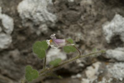 Cymbalaria acutiloba, photographed by Eleftherios Katsillis
