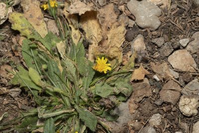 Hypochaeris achyrophorus, photographed by Eleftherios Katsillis