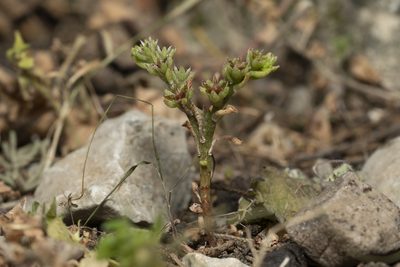 Sedum litoreum, photographed by Eleftherios Katsillis