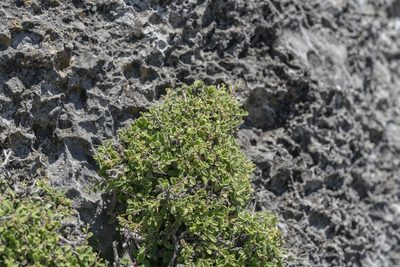 Rhamnus pichleri, photographed by Eleftherios Katsillis