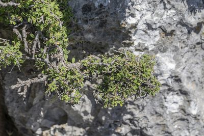 Rhamnus pichleri, photographed by Eleftherios Katsillis