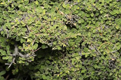 Rhamnus pichleri, photographed by Eleftherios Katsillis