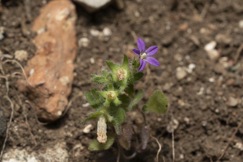 Campanula rhodensis, photographed by Eleftherios Katsillis