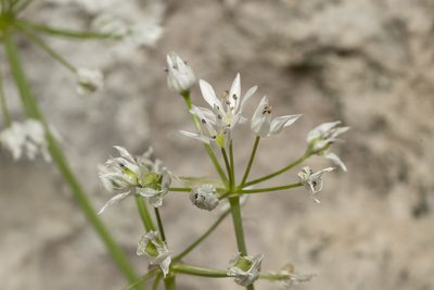 Allium subhirsutum, photographed by Eleftherios Katsillis