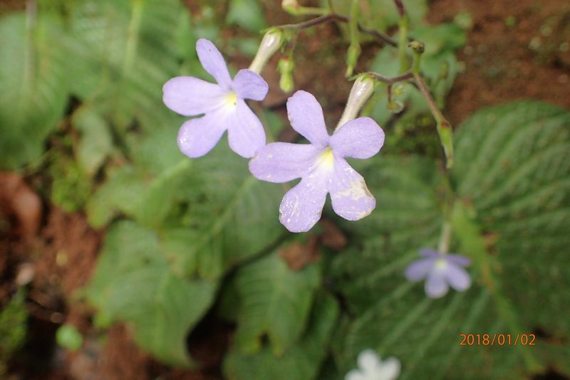 Streptocarpus polyanthus, photographed by Peter Warren