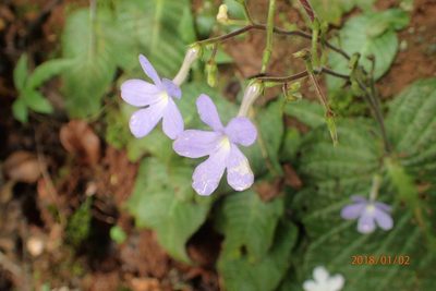Streptocarpus polyanthus, photographed by Peter Warren