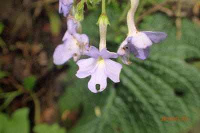 Streptocarpus polyanthus, photographed by Peter Warren