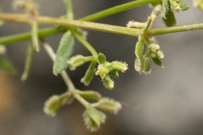 Galium murale, photographed by Eleftherios Katsillis