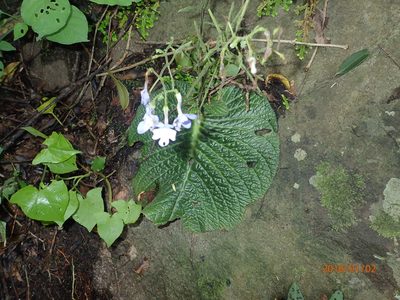 Streptocarpus polyanthus, photographed by Peter Warren