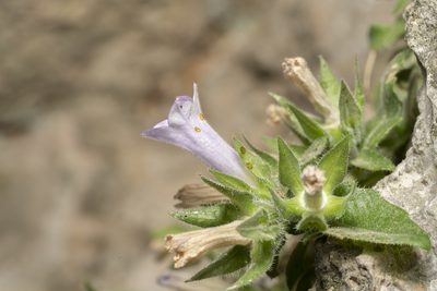 Campanula hagielia, photographed by Eleftherios Katsillis