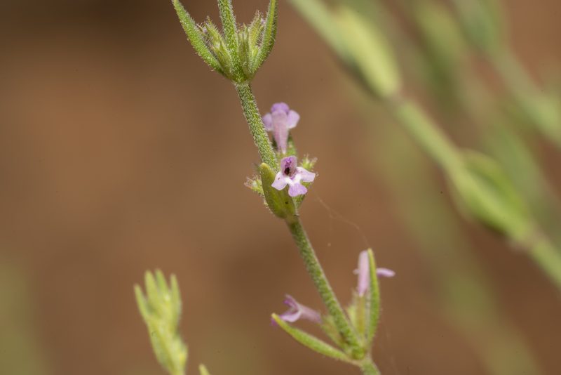 Micromeria myrtifolia, photographed by Eleftherios Katsillis