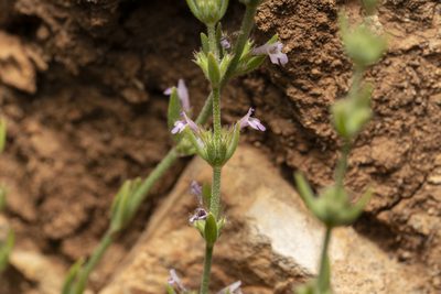 Micromeria myrtifolia, photographed by Eleftherios Katsillis