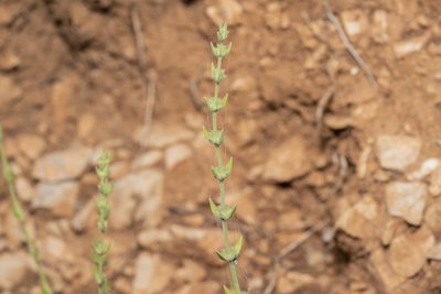 Micromeria myrtifolia, photographed by Eleftherios Katsillis